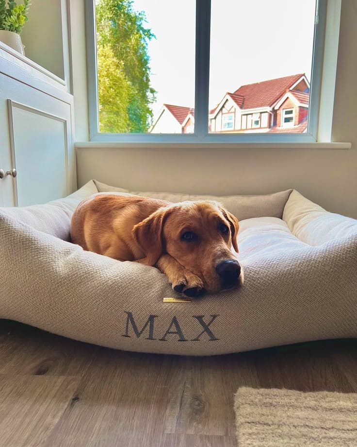 Pet Beds